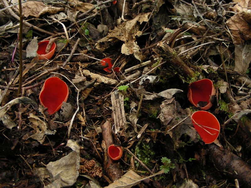 Escursione in bosco umido